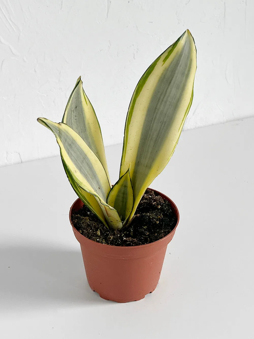 Ghost Snake Plant