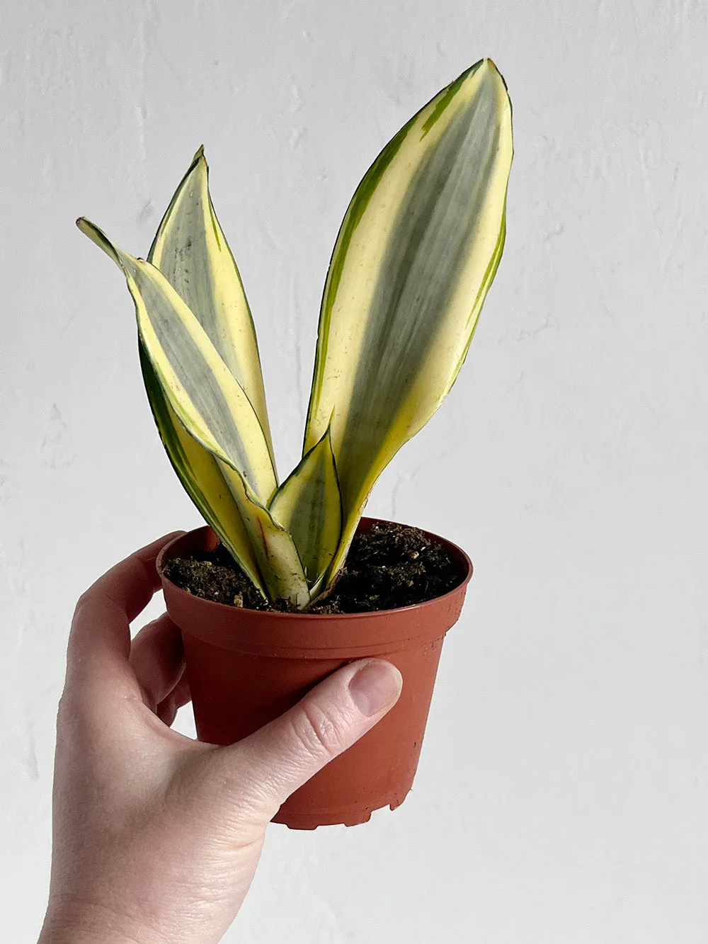 Ghost Snake Plant